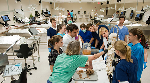 Students and professor working in the anatomy lab