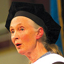 Jane Goodall image