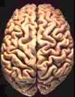 brain