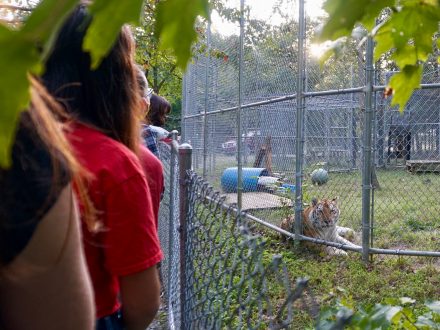 First-year Elon College Fellows recently toured the Animal Park at the Conservators Center for the third annual Big Cat Colloquium. This year's visit was also offered through a virtual tour due to COVID-19 concerns. (Photo by Professor of Psychology Kim Epting)