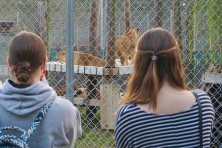 First-year Elon College Fellows watch a pride of lions at the Animal Park at the Conservators Center. (Photo by Kim Epting)