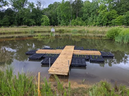 Floating constructed wetlands modules surround the floating dock system on the Schar Center retention pond.